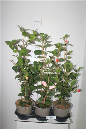 <h4>Came Japonica 10+</h4>