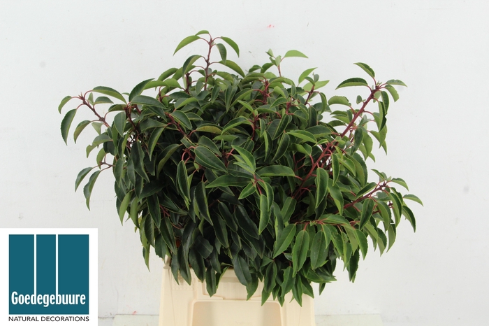 <h4>PRUNUS LAUROCERASUS</h4>