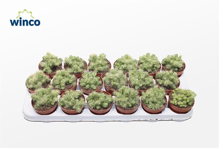 <h4>Mammillaria Bocasana Fred</h4>