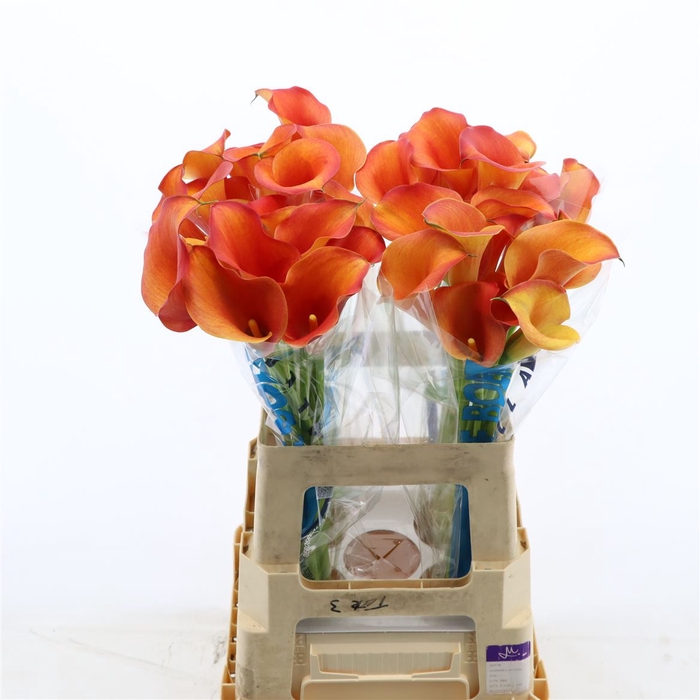 <h4>Calla Odeon</h4>