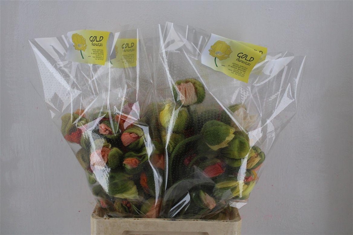 <h4>Papaver Mixed Super P Stem</h4>