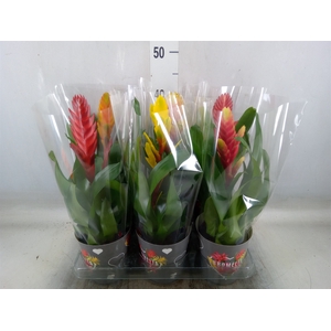 Vriesea   ...mix 6