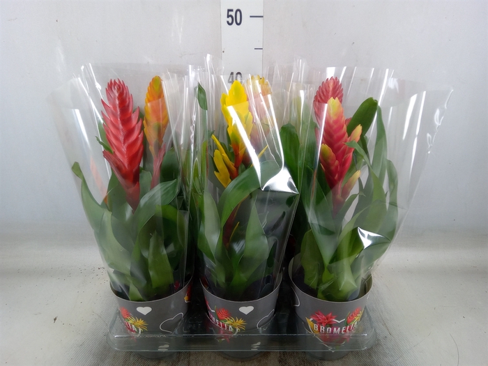 <h4>Vriesea   ...mix 6</h4>