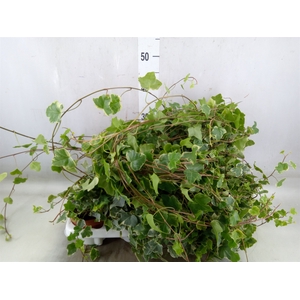 Hedera   ...variegated