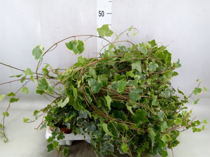 <h4>Hedera   ...variegated</h4>