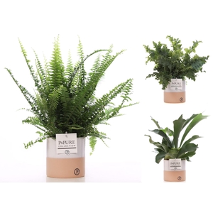 Varens gemengd in P&PURE Rosy ceramics