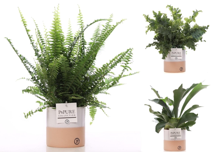 <h4>Varens gemengd in P&PURE Rosy ceramics</h4>