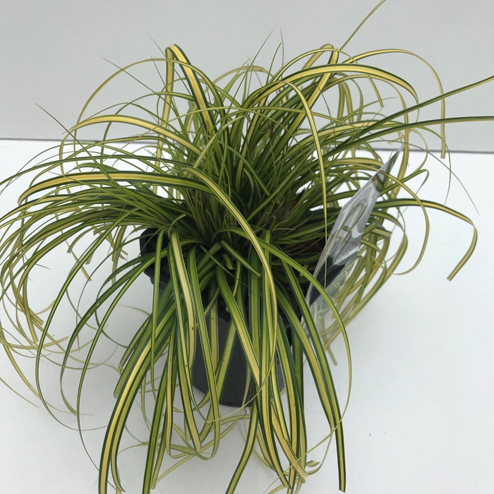 <h4>Graminées Carex 'Eversheen'</h4>