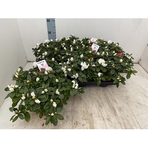 RHODO SI WITTE VOGEL