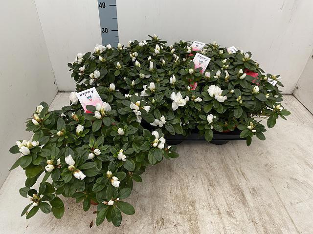 <h4>RHODO SI WITTE VOGEL</h4>