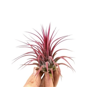 Tillandsia Ionantha Rood X20