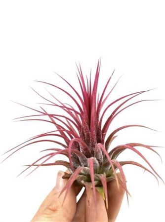<h4>Tillandsia Curly Slim Bonsai</h4>