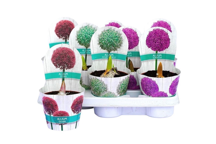 Allium 3kl Mixtray
