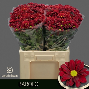CHR T BAROLO