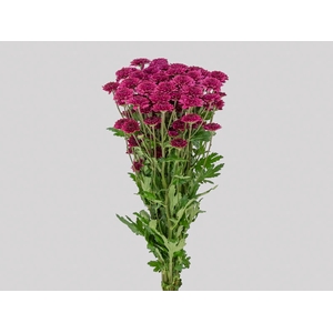 CRISANTEMO SANTINI QUINTY 080 CM