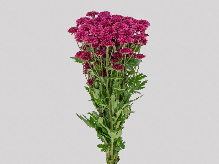 <h4>CRISANTEMO SANTINI QUINTY 080 CM</h4>