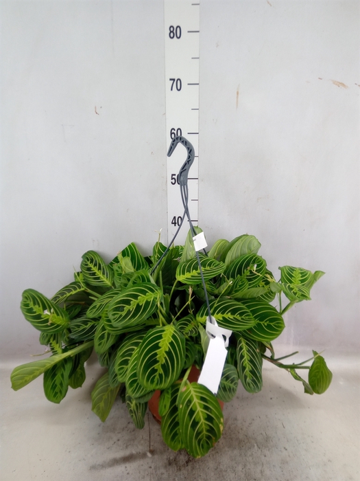 <h4>Maranta leuc. 'Fascinator'</h4>