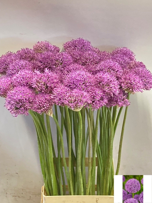 <h4>ALLIUM GLADIATOR</h4>