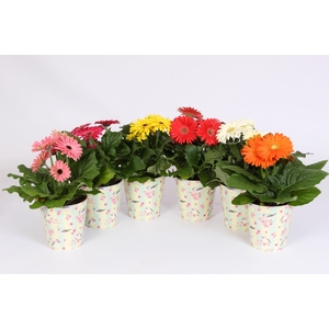 Gerbera gemengd 2+bl 12cm in beker met vogels en bloemen
