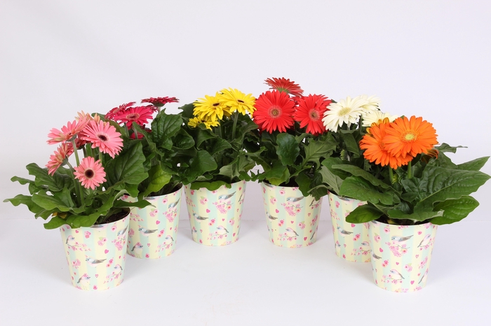 <h4>Gerbera gemengd 2+bl 12cm in beker met vogels en bloemen</h4>
