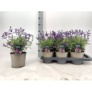 SALVIA GR MIRAG BLUE
