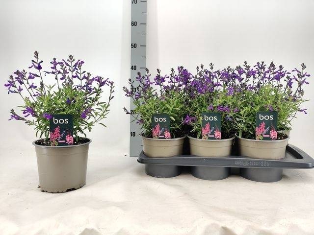 <h4>SALVIA GR MIRAG BLUE</h4>