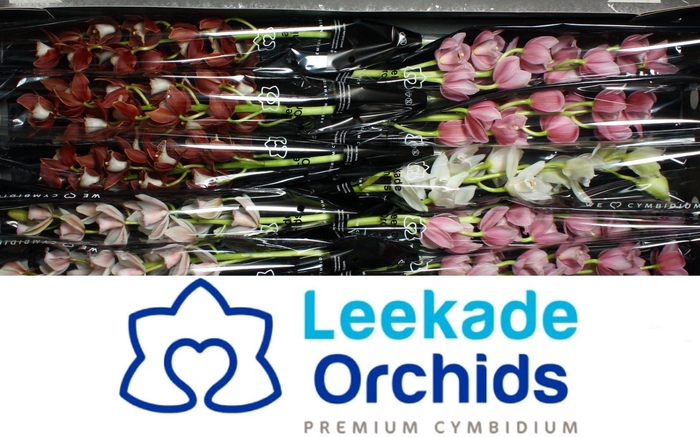 <h4>CYMB MI MOTHER'S DAY MIX Leekade X12 20% extra packed</h4>