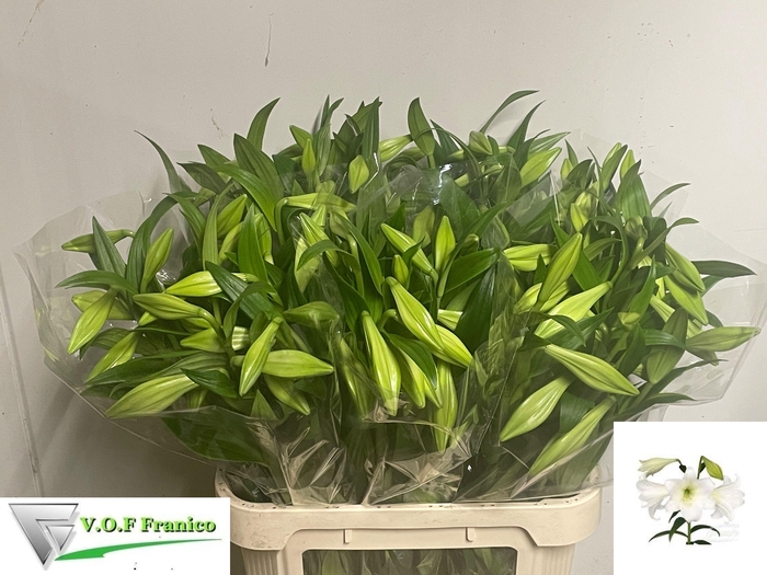 <h4>LI LF WHITE HEAVEN</h4>