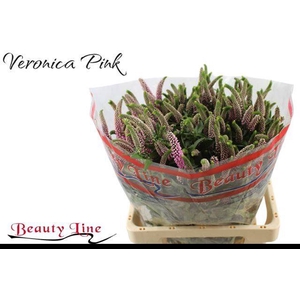 VERON L SKYLER PINK