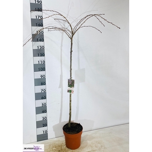 PRUN KIKU SHIDARE ZA