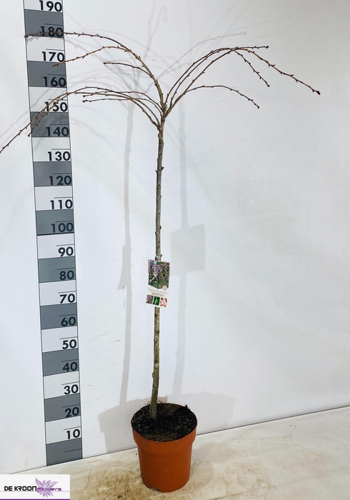 <h4>PRUN KIKU SHIDARE ZA</h4>