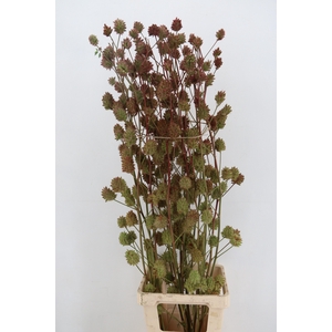 GLYCYRRH YUNNANEN ZOETHOUT 130CM