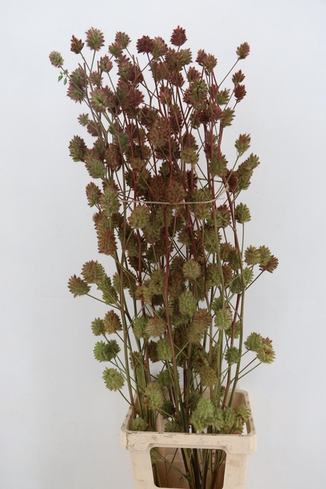 <h4>GLYCYRRH YUNNANEN ZOETHOUT 130CM</h4>