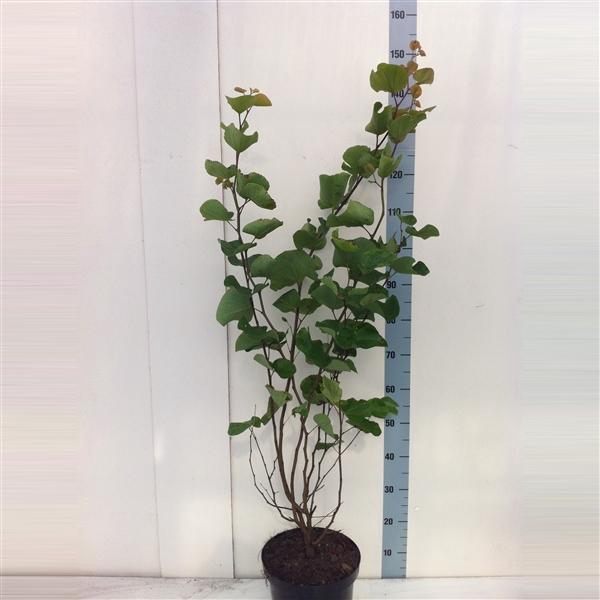 <h4>Cercis siliquastrum</h4>