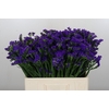Limonium sinuatum Navy Sun Birds