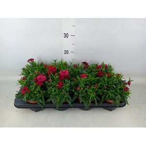 Dianthus  'Oscar Cherry'