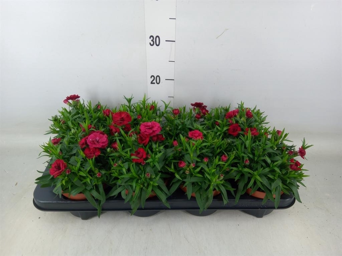 <h4>Dianthus 'Oscar Cherry'</h4>
