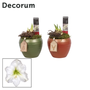 Hippeastrum Wit 2 Knop in Melanie KERST (Decorum)