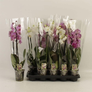 PHAL GEM