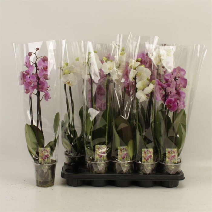 <h4>PHAL GEM</h4>
