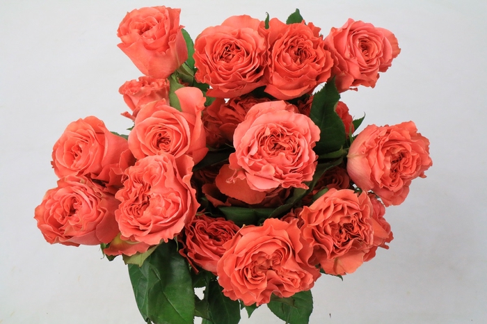 <h4>Rosa Ec Garden Coral Xpression</h4>