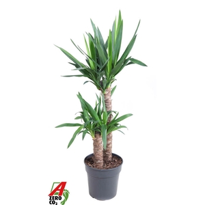 Yucca