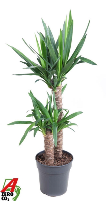 <h4>Yucca</h4>