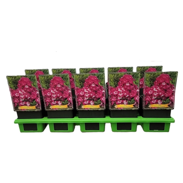 <h4>Phlox Paniculata Grp 'Anastasia' P11</h4>