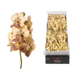 Vanda 20 tak Yellow henna