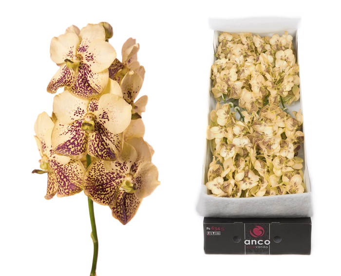 <h4>Vanda 20 tak Yellow henna</h4>