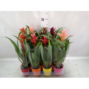 Bromelia   ...mix