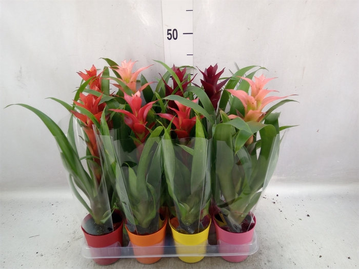 Bromelia   ...mix