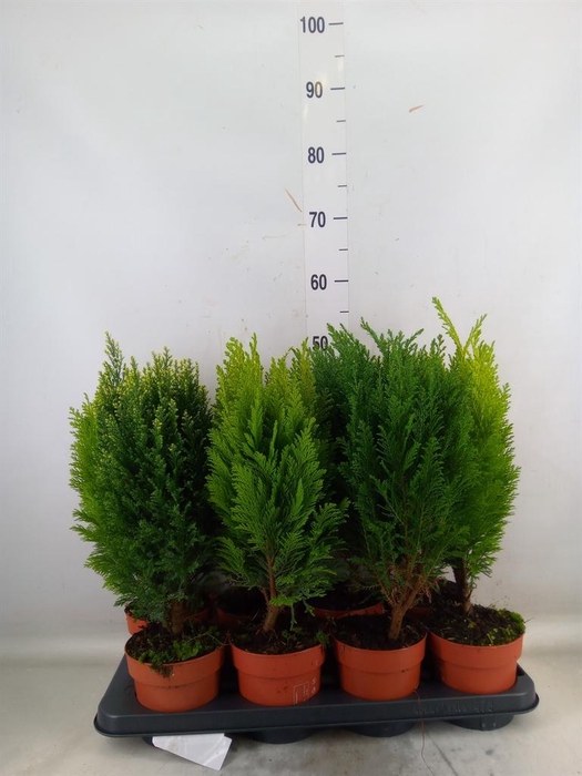 <h4>Conifers   ...mix</h4>