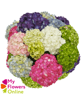 <h4>Hydr Super Select Mixed Assorted 17-18cm CO</h4>